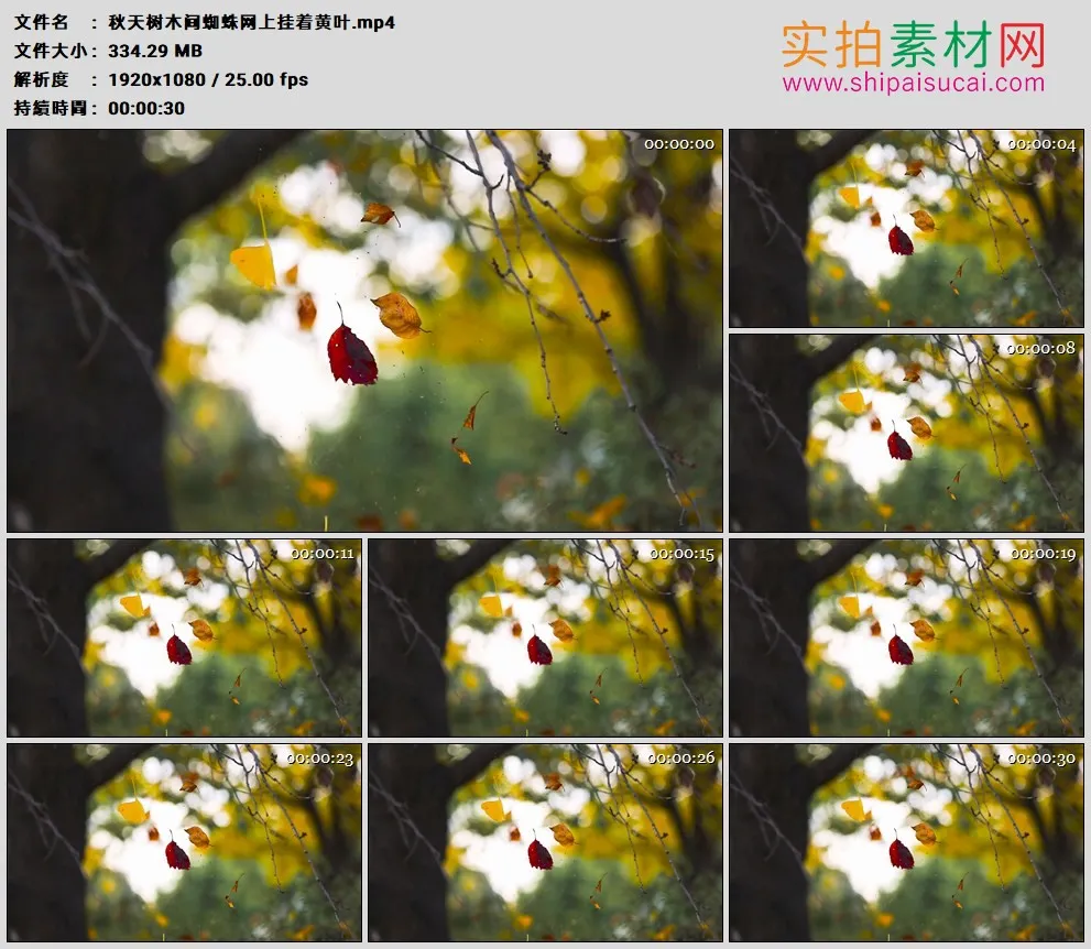 高清实拍视频素材丨秋天树木间蜘蛛网上挂着黄叶