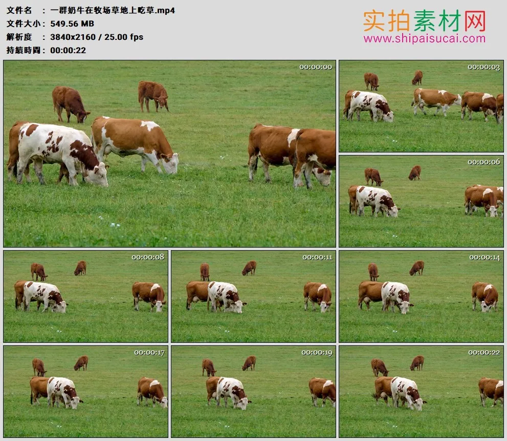 4K高清实拍视频素材丨一群奶牛在牧场草地上吃草