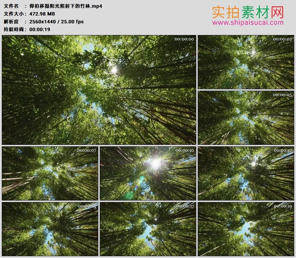 2K高清实拍视频素材丨仰拍移摄阳光照射下的竹林