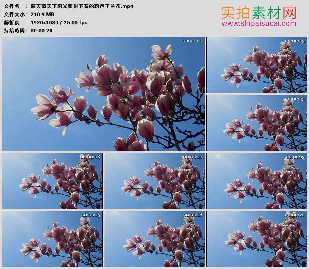高清实拍视频素材丨晴天蓝天下阳光照射下着的粉色玉兰花