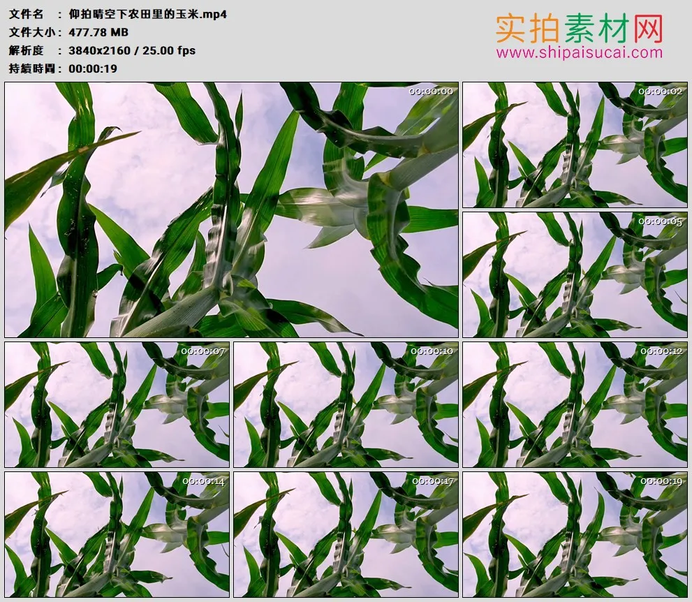 4K高清实拍视频素材丨仰拍晴空下农田里的玉米