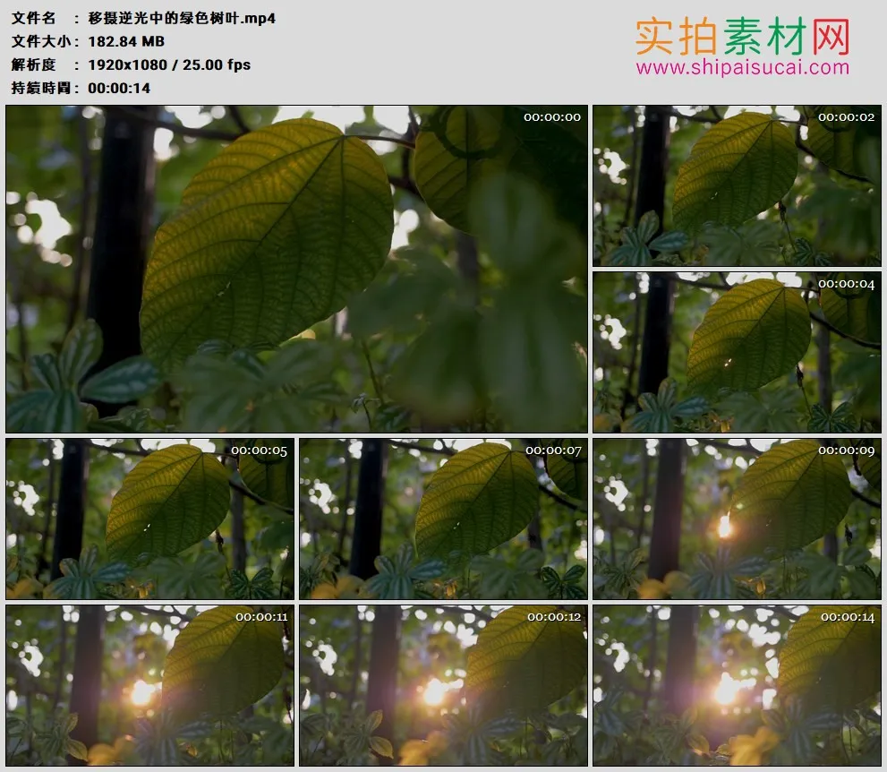 高清实拍视频素材丨移摄逆光中的绿色树叶