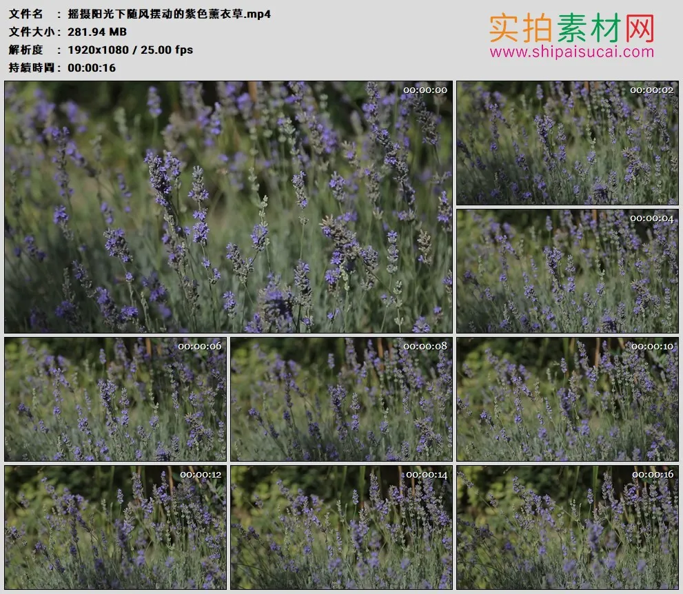 高清实拍视频素材丨摇摄阳光下随风摆动的紫色薰衣草