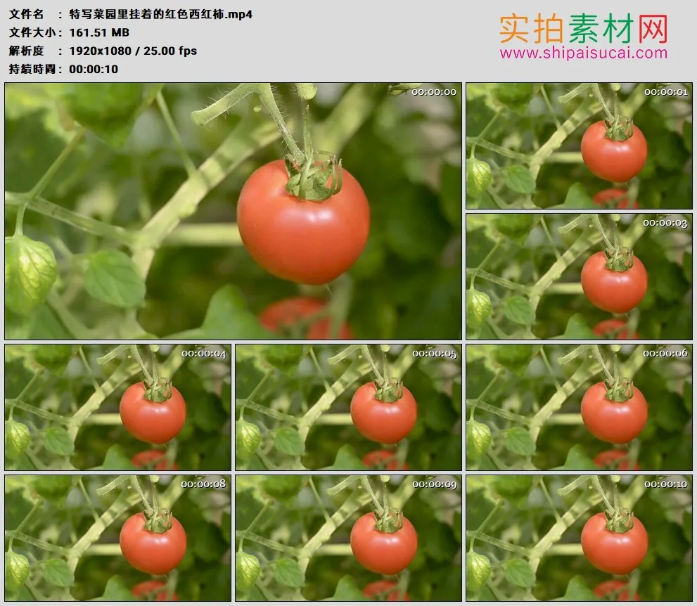高清实拍视频素材丨特写菜园里挂着的红色西红柿