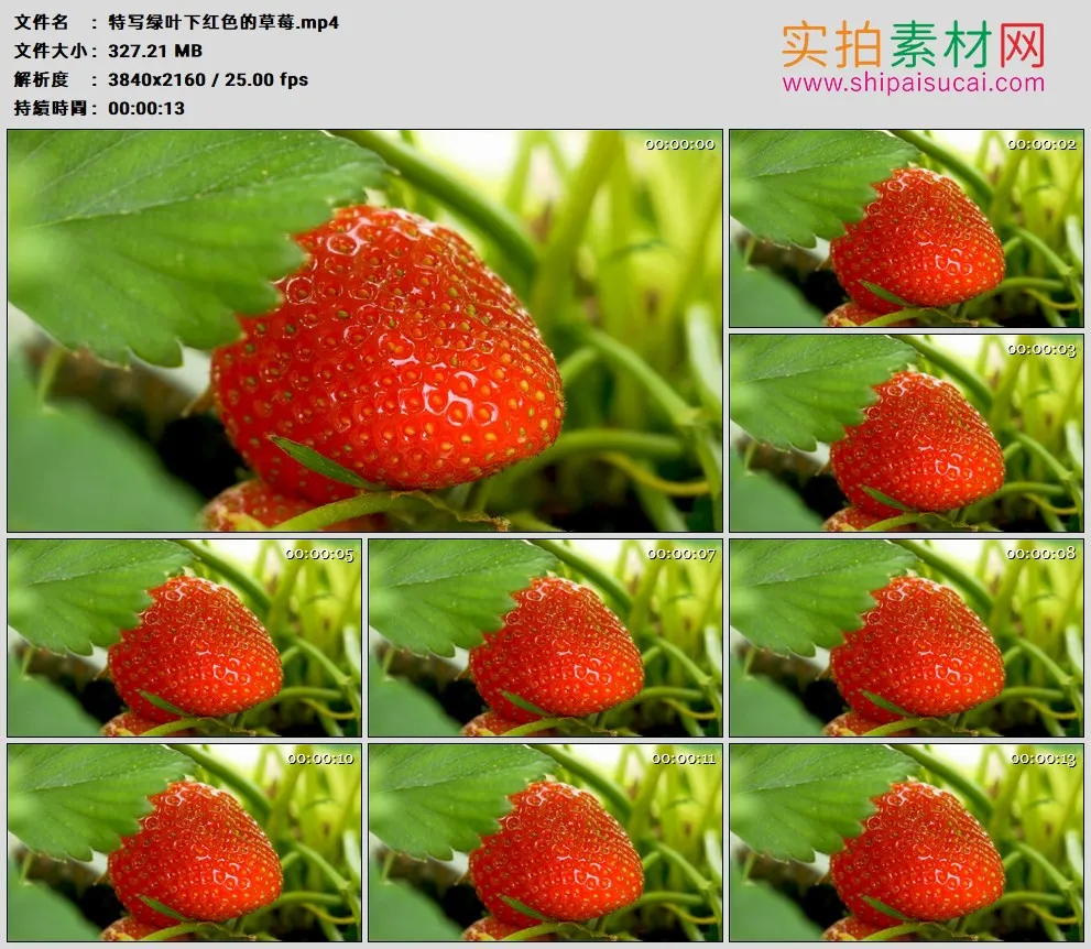 4K高清实拍视频素材丨特写绿叶下红色的草莓