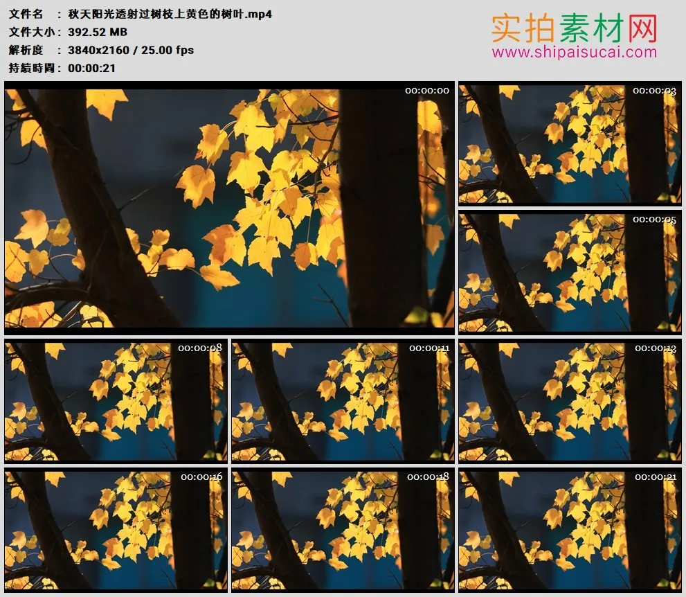 4K高清实拍视频素材丨秋天阳光透射过树枝上黄色的树叶