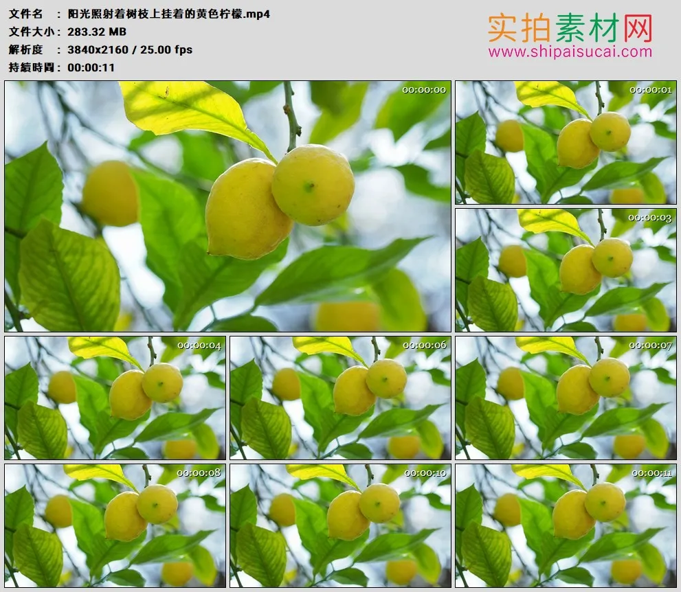 4K高清实拍视频素材丨阳光照射着树枝上挂着的黄色柠檬