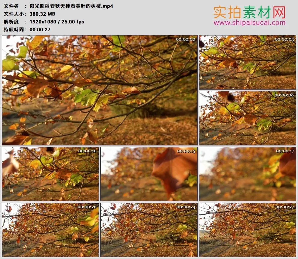 高清实拍视频素材丨阳光照射着秋天挂着黄叶的树枝
