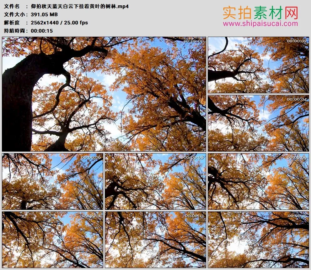 2K高清实拍视频素材丨仰拍秋天蓝天白云下挂着黄叶的树林