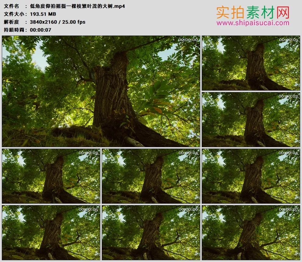 4K高清实拍视频素材丨低角度仰拍摇摄一棵枝繁叶茂的大树