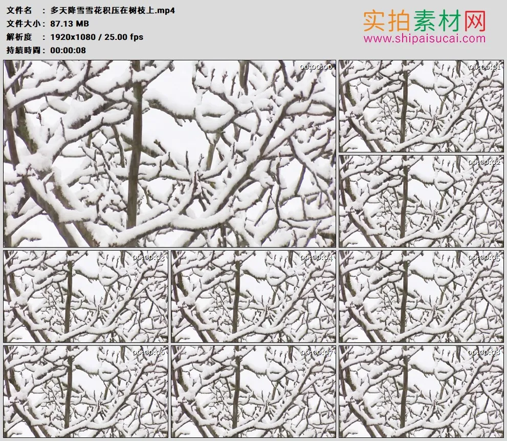 高清实拍视频素材丨冬天降雪雪花积压在树枝上