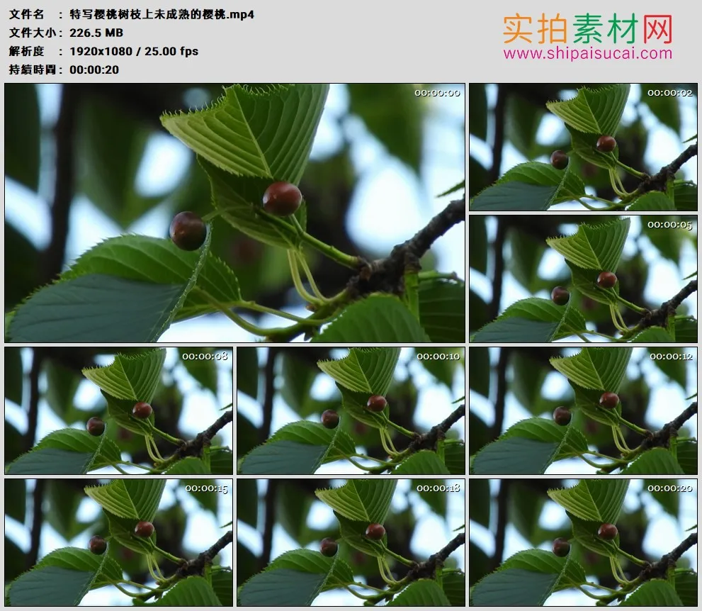 高清实拍视频素材丨特写樱桃树枝上未成熟的樱桃