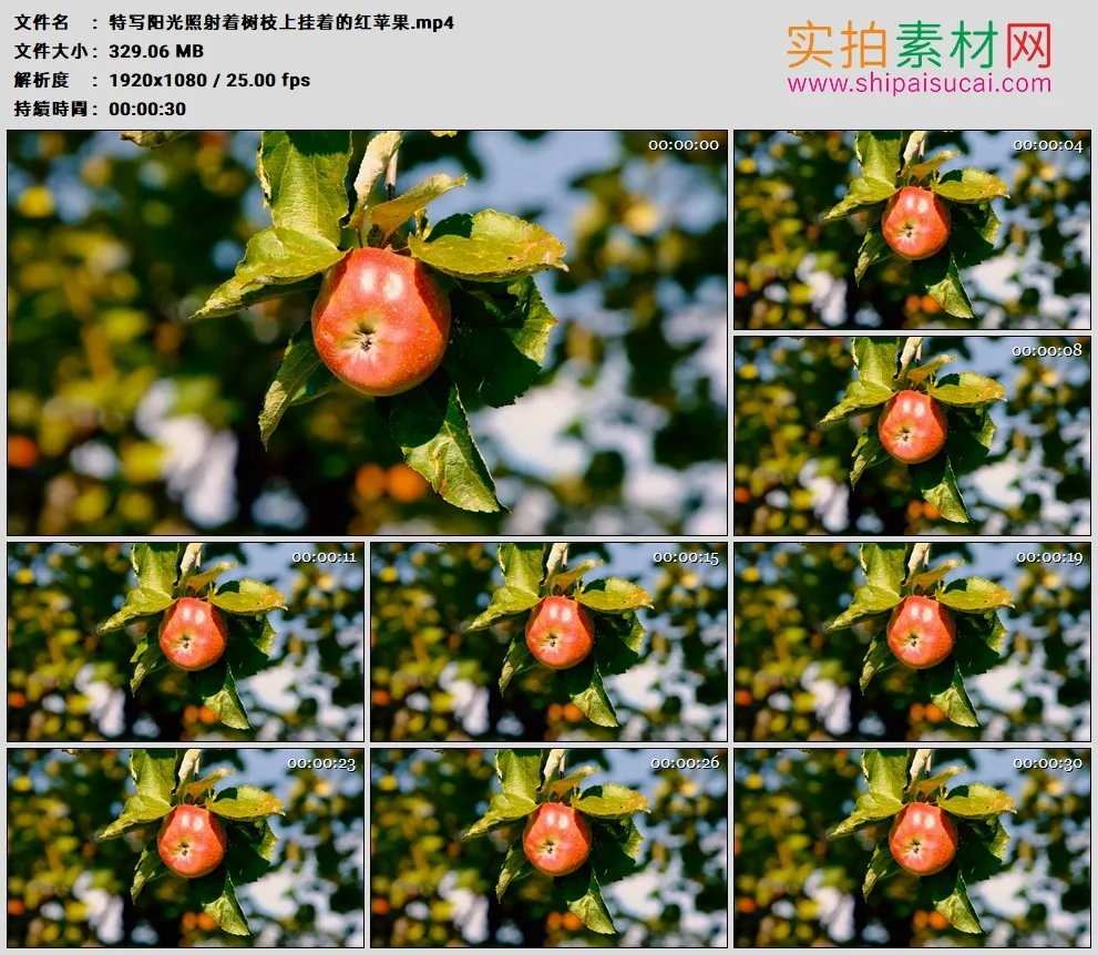 高清实拍视频素材丨特写阳光照射着树枝上挂着的红苹果