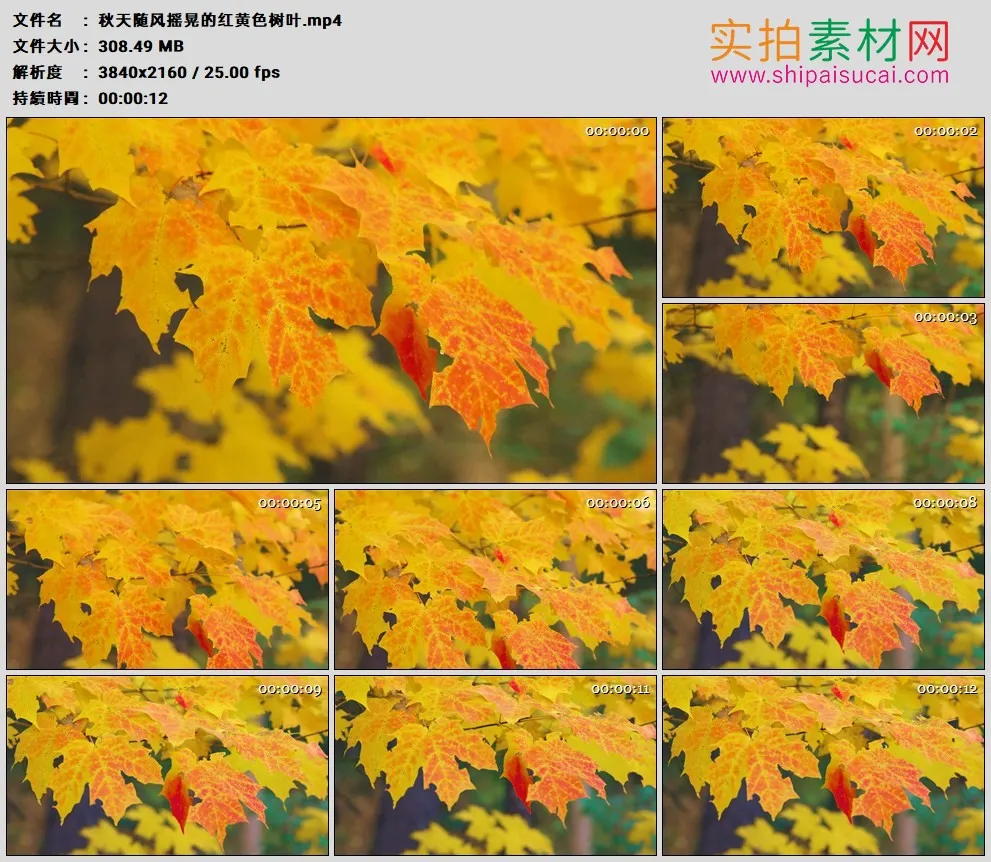4K高清实拍视频素材丨秋天随风摇晃的红黄色树叶