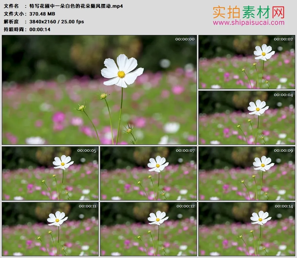 4K实拍视频素材丨特写花圃中一朵白色的花朵随风摆动