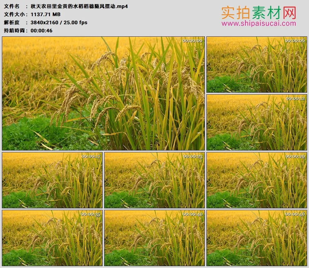 4K实拍视频素材丨秋天农田里金黄的水稻稻穗随风摆动