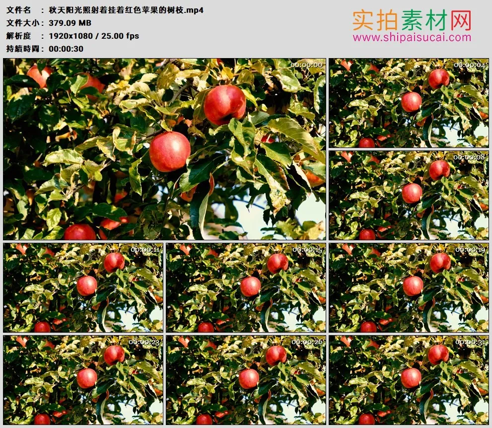 高清实拍视频素材丨秋天阳光照射着挂着红色苹果的树枝