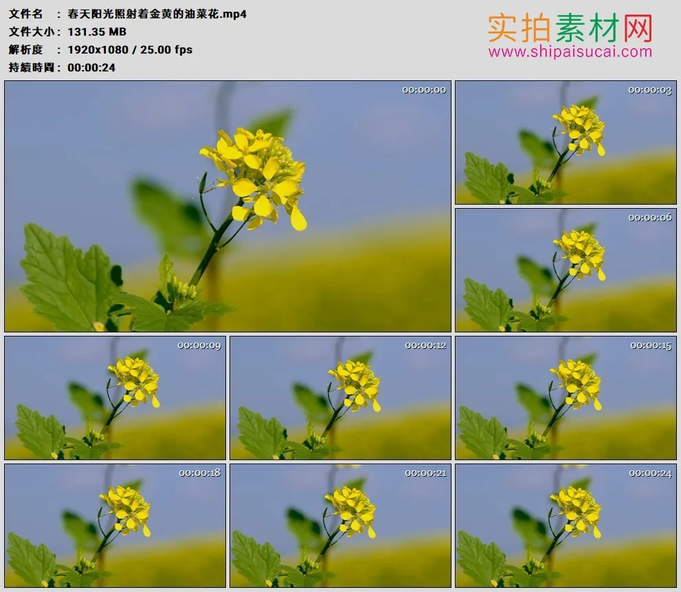 高清实拍视频素材丨春天阳光照射着金黄的油菜花