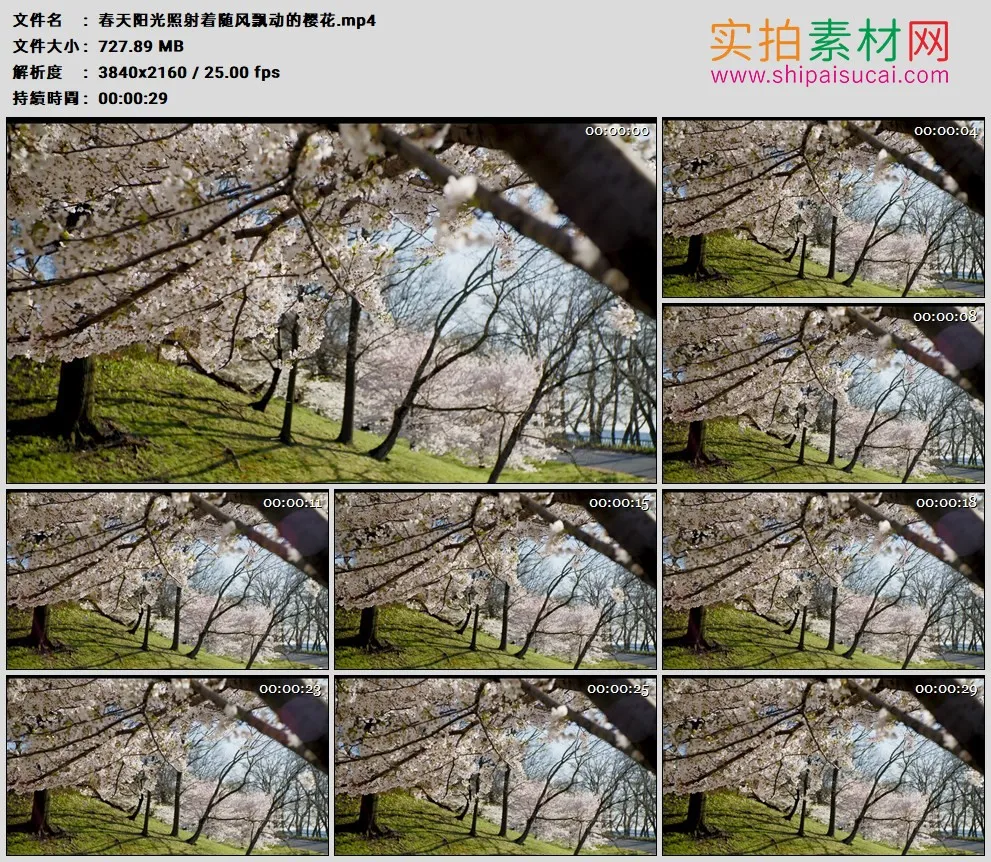 4K实拍视频素材丨春天阳光照射着随风飘动的樱花