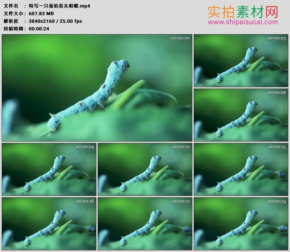 4K实拍视频素材丨特写一只蚕抬着头咀嚼
