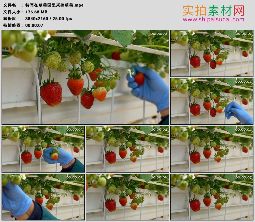 4K实拍视频素材丨特写在草莓园里采摘草莓