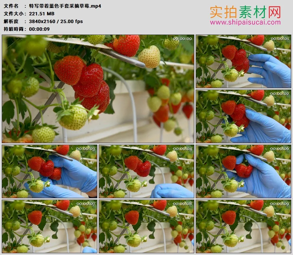 4K实拍视频素材丨特写戴着蓝色手套采摘草莓