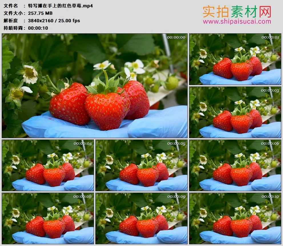 4K实拍视频素材丨特写摊在手上的红色草莓