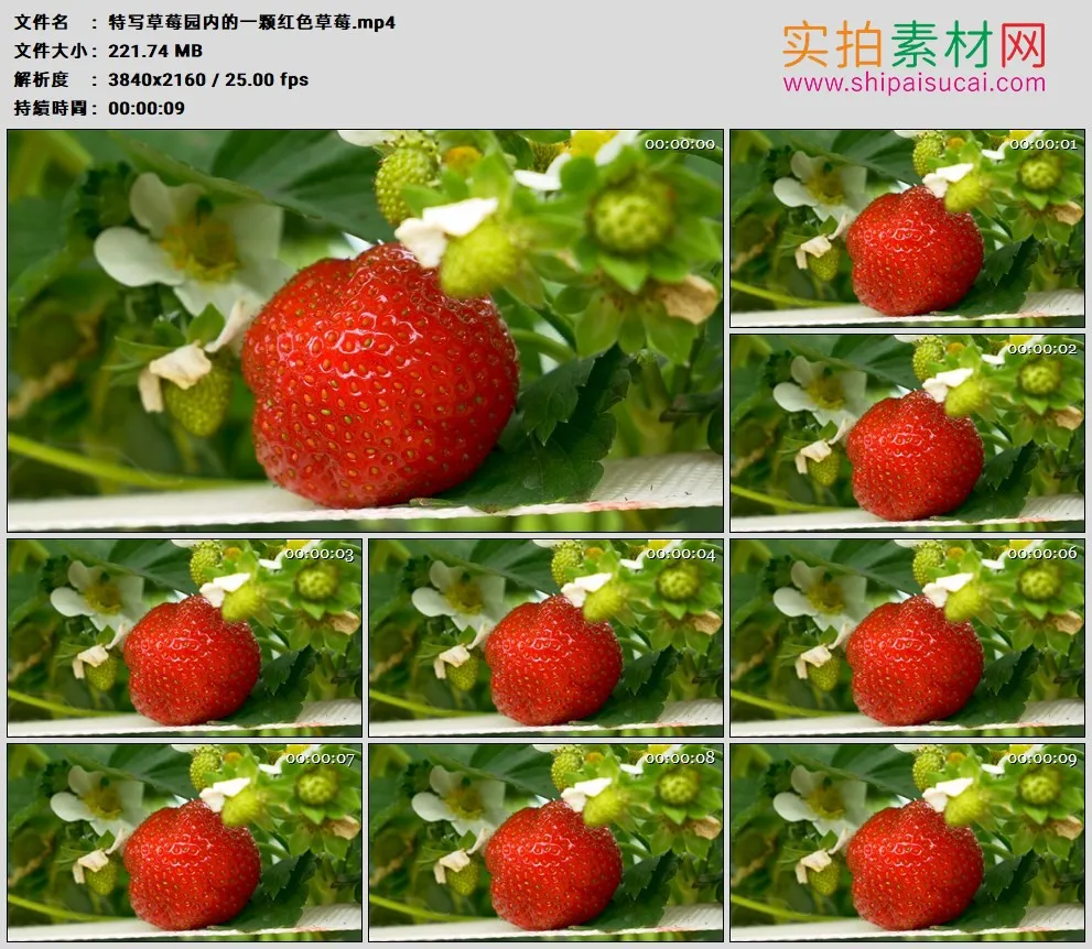4K实拍视频素材丨特写草莓园内的一颗红色草莓