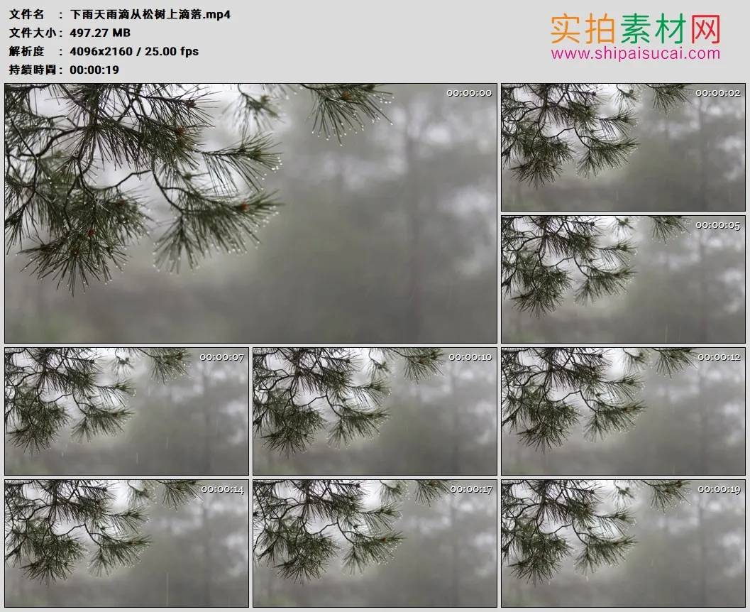 4K实拍视频素材丨下雨天雨滴从松树上滴落
