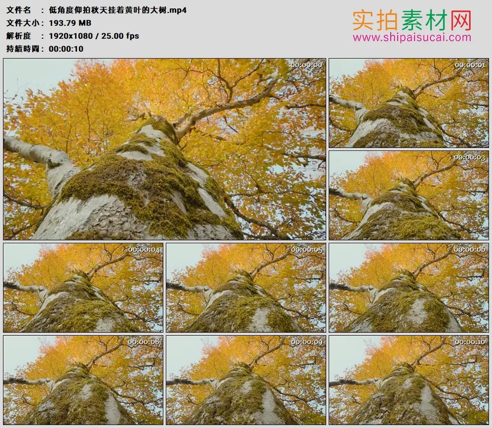 高清实拍视频素材丨低角度仰拍秋天挂着黄叶的大树