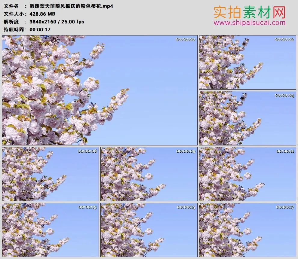 4K实拍视频素材丨晴朗蓝天前随风摇摆的粉色樱花