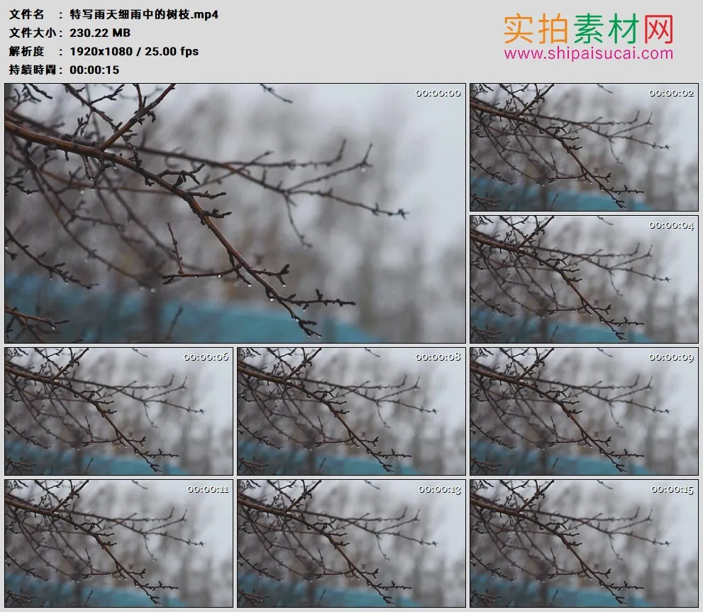 高清实拍视频素材丨特写雨天细雨中的树枝