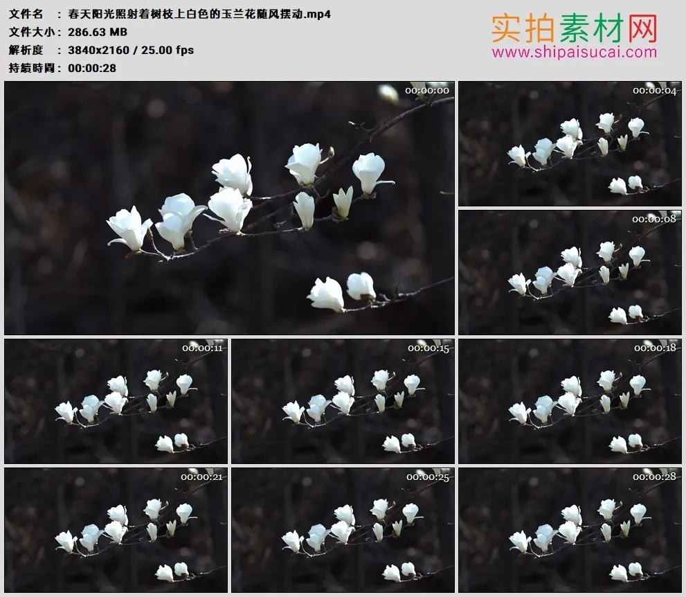 4K高清实拍视频素材丨春天阳光照射着树枝上白色的玉兰花随风摆动