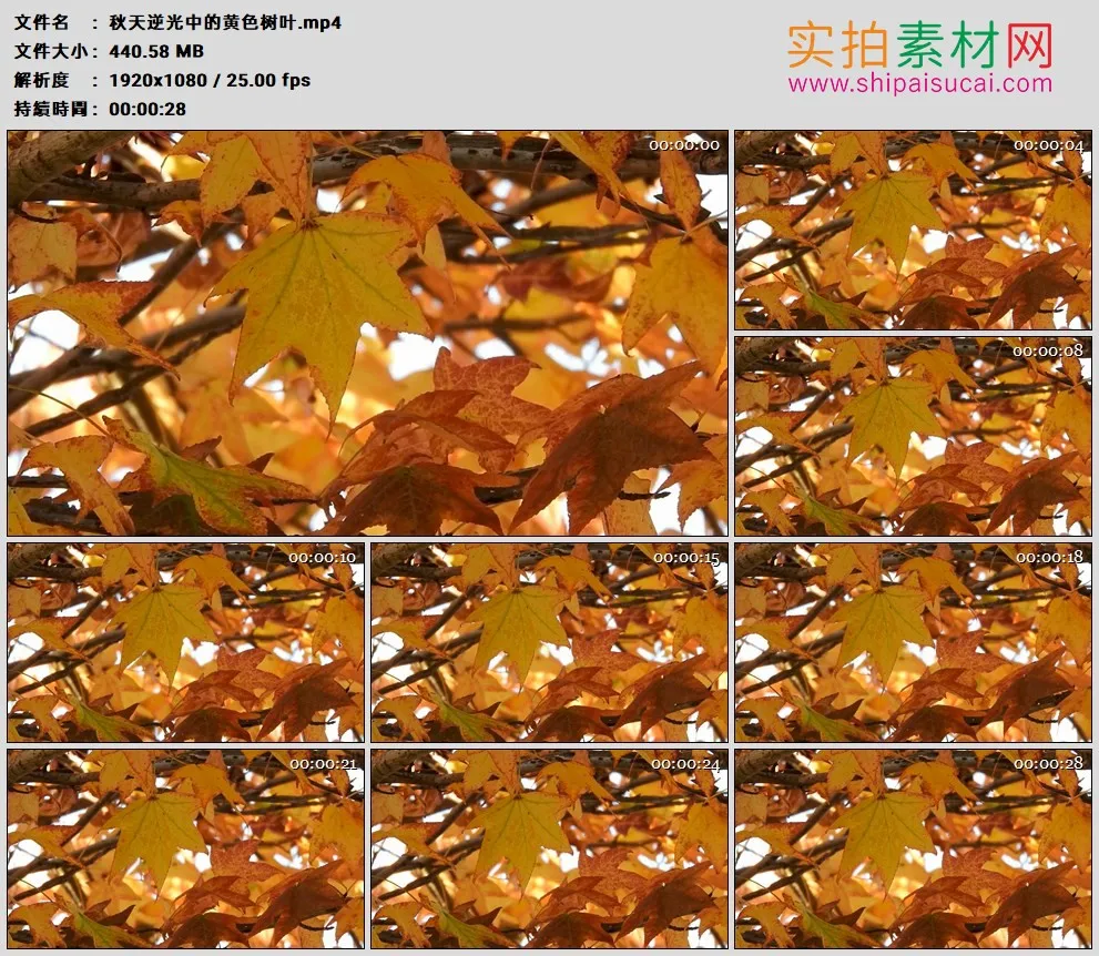 高清实拍视频素材丨秋天逆光中的黄色树叶