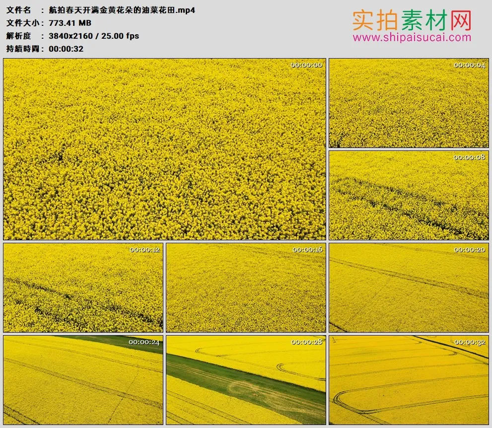 4K高清实拍视频素材丨航拍春天开满金黄花朵的油菜花田