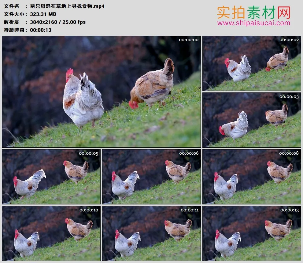 4K高清实拍视频素材丨两只母鸡在草地上寻找食物