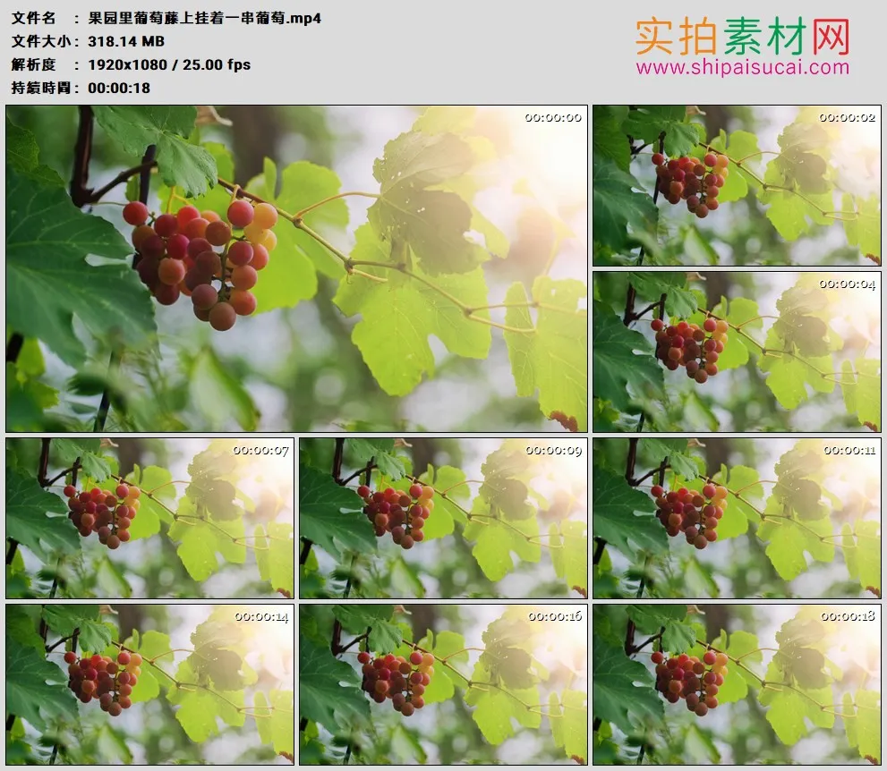 高清实拍视频素材丨果园里葡萄藤上挂着一串葡萄