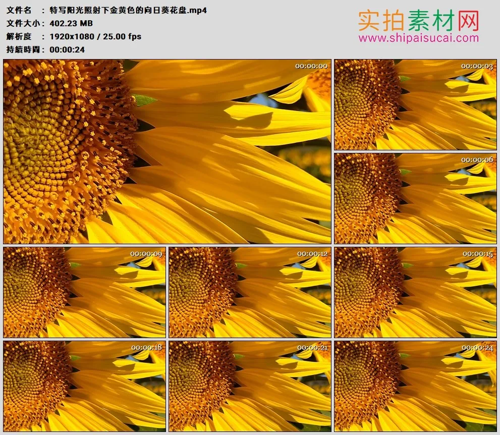 高清实拍视频素材丨特写阳光照射下金黄色的向日葵花盘