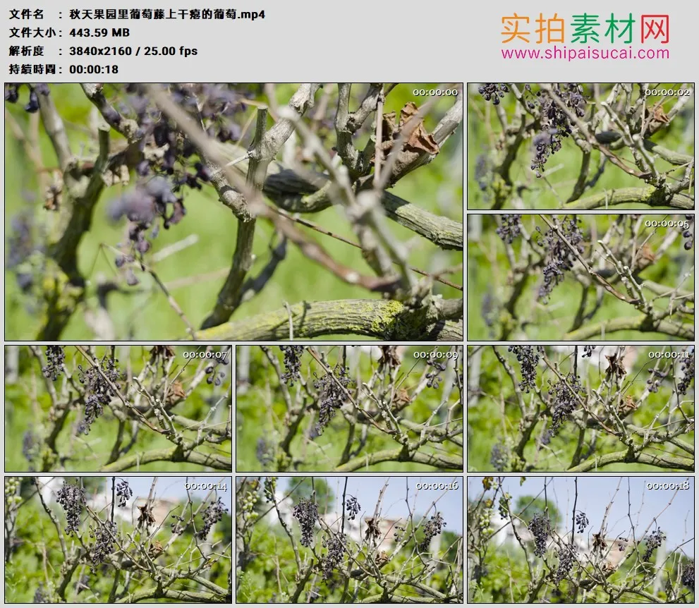 4K高清实拍视频素材丨秋天果园里葡萄藤上干瘪的葡萄