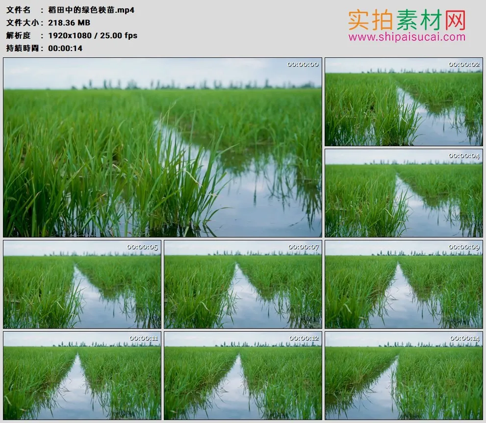 高清实拍视频素材丨稻田中的绿色秧苗