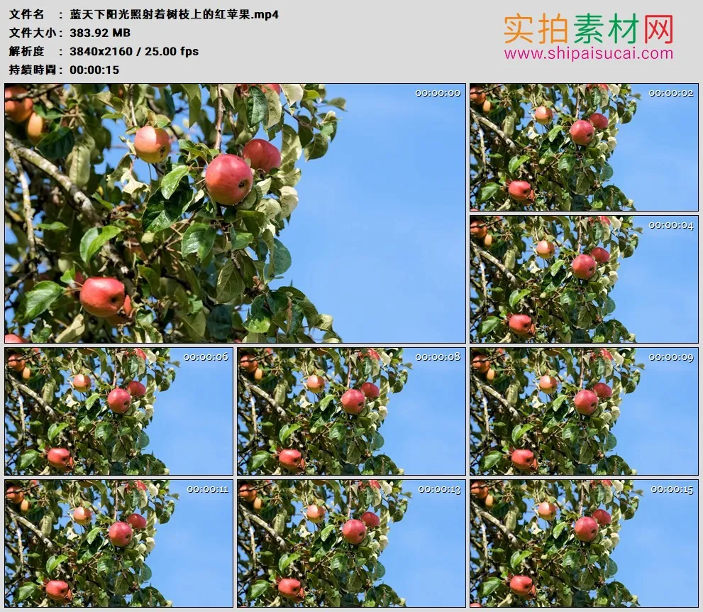 4K高清实拍视频素材丨蓝天下阳光照射着树枝上的红苹果