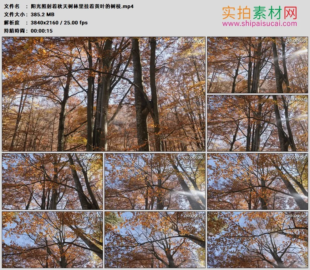 4K高清实拍视频素材丨阳光照射着秋天树林里挂着黄叶的树枝