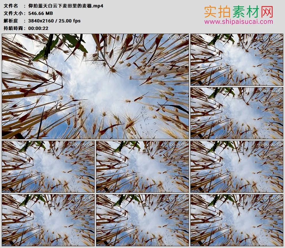 4K高清实拍视频素材丨仰拍蓝天白云下麦田里的麦穗