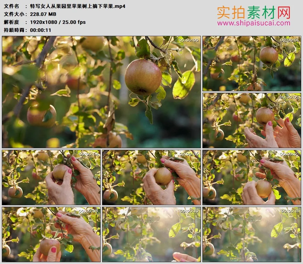 高清实拍视频素材丨特写女人从果园里苹果树上摘下苹果