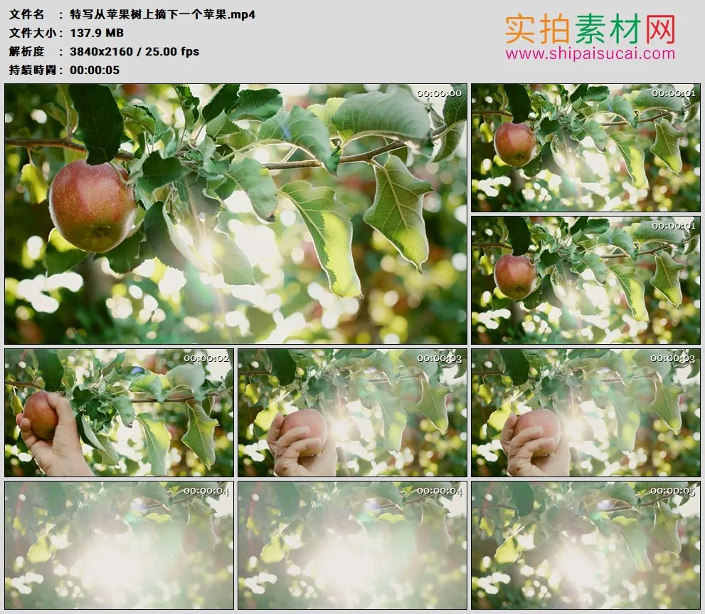 4K高清实拍视频素材丨特写从苹果树上摘下一个苹果