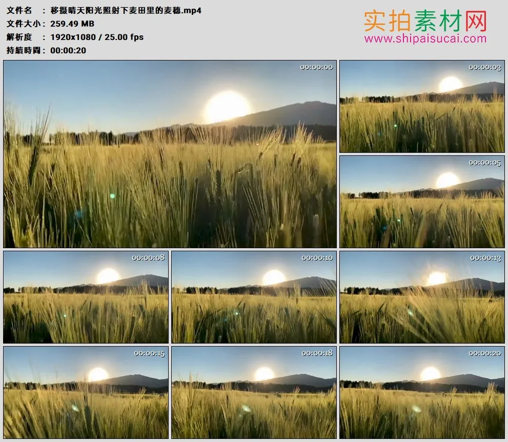 高清实拍视频素材丨移摄晴天阳光照射下麦田里的麦穗