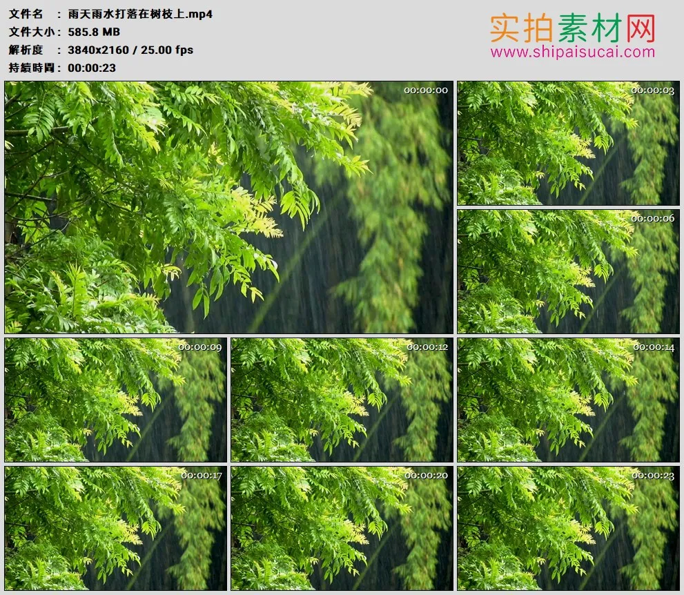 4K高清实拍视频素材丨雨天雨水打落在树枝上