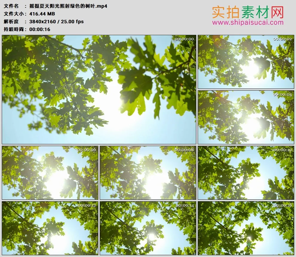 4K高清实拍视频素材丨摇摄夏天阳光照射绿色的树叶