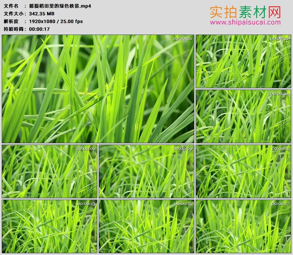 高清实拍视频素材丨摇摄稻田里的绿色秧苗