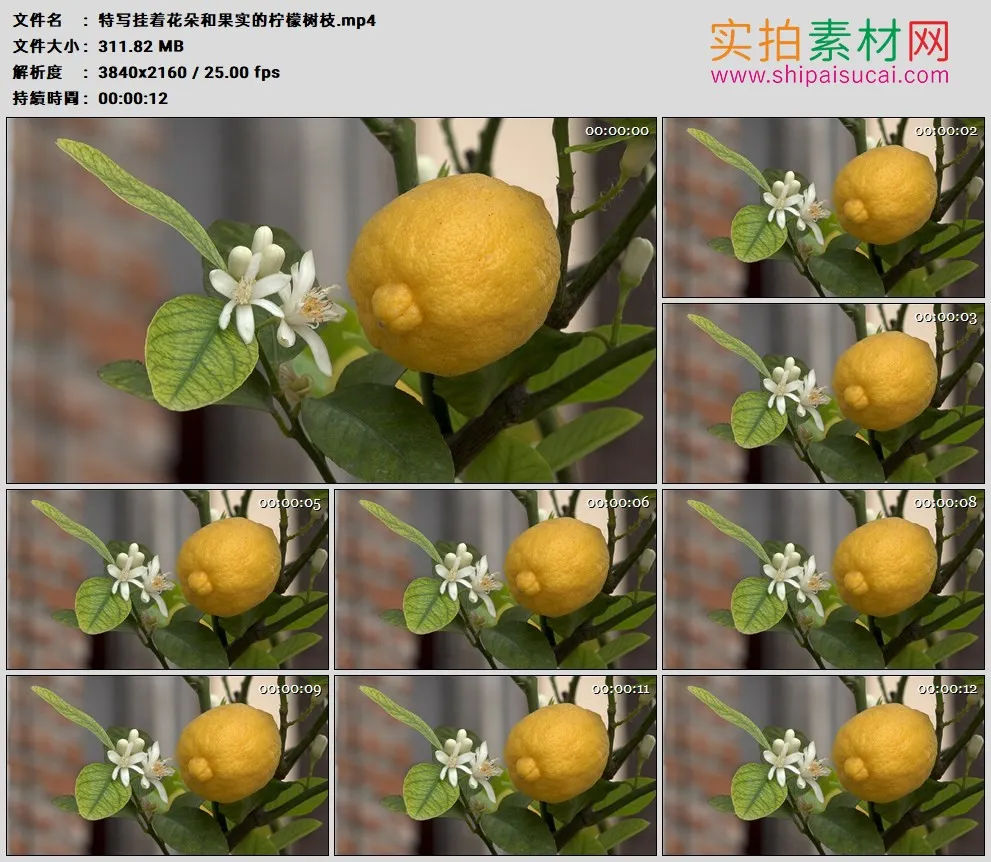 4K高清实拍视频素材丨特写挂着花朵和果实的柠檬树枝